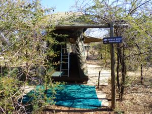 Sickle Bush