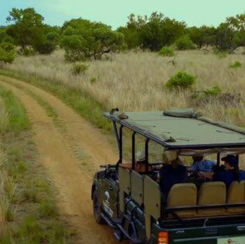 Where footsteps meet paw prints — discover guided game drives & bush walks at Thorn Tree Bush Camp in Dinokeng Game reserve.