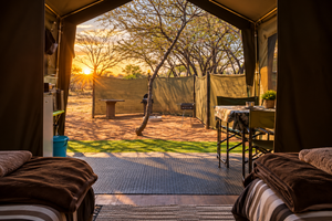 Knob Thorn & Thorn Pear Safari Tents 