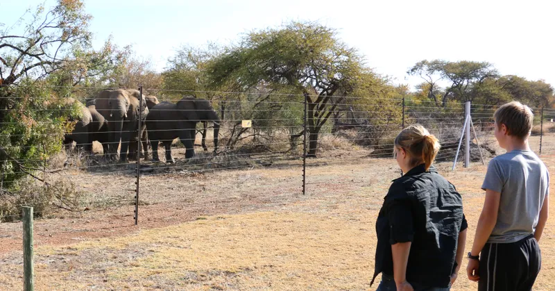 Life at Thorn Tree Bush Camp is full of wild surprises—funny, thrilling, and unexpected. Out here in Dinokeng, there’s always a story beyond the fence.