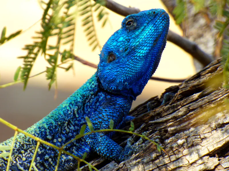 Meet the wild residents of Thorn Tree Bush Camp—bush babies, birds, squirrels, and more—in this story from inside the camp's fence.