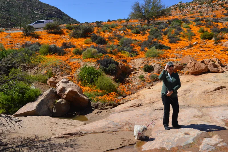 Spontane 2023 Namaqualand roadtrip: Red Sands, Springbok, Hondeklipbaai & Vanderkloof. Kampering, blomme, kuslyn & ’n skeut Weskus humour.