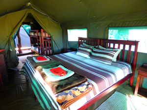 Umbrella Thorn – Family Safari Tent | Sleeps 2 Adults + 3 Children