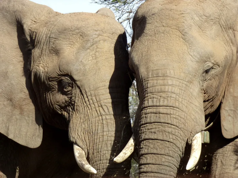 The story of Dinokeng’s elephants: fence-breaking legends, campfire encounters, and lessons in living with giants.
