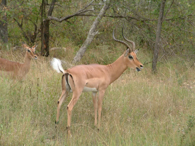 Experience the thrill of the impala rut at Thorn Tree Bush Camp—wild nights, clashing horns, and bush sounds under canvas in Dinokeng Game Reserve.