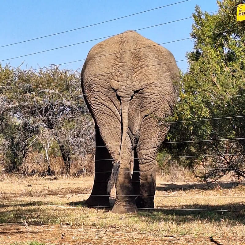 Two old bulls, two old folks, and a surprise kuier in the bush… because at Thorn Tree, even the elephants know where to visit!